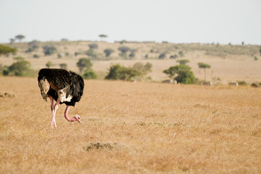 Ostrich, walking in the dry arid grasslands of the Maasai Mara, Kenya