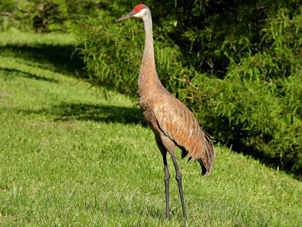 istock Sandhill Crane (Grus Canadensis) resting in the grass 1250512473