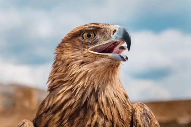 Photo of Eagle portrait