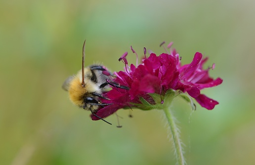 Foraging carder bee on the deep pink flowers of the scabious plant