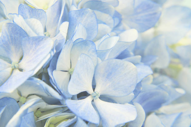 Closeup of blue hydrangea flowers for background