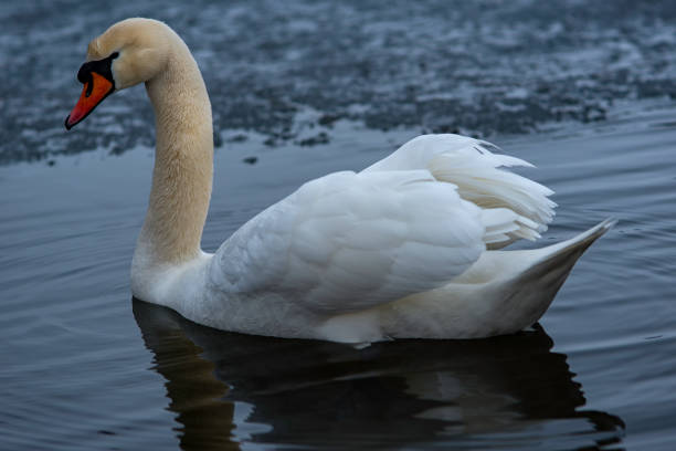 istock swan - cygnus smell 1250516556