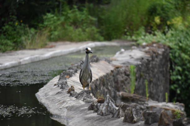 istock Yellow Crowned Night Heron Strolling Along Acequia (Aqueduct) 1250516603