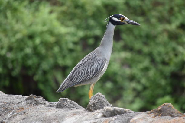 istock Yellow Crowned Night Heron Strolling Along Acequia (Aqueduct) 1250516875