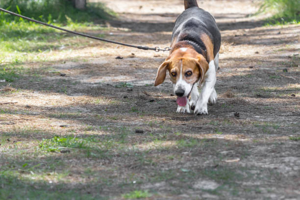 istock Young beagle on a leash in the park 1250518033