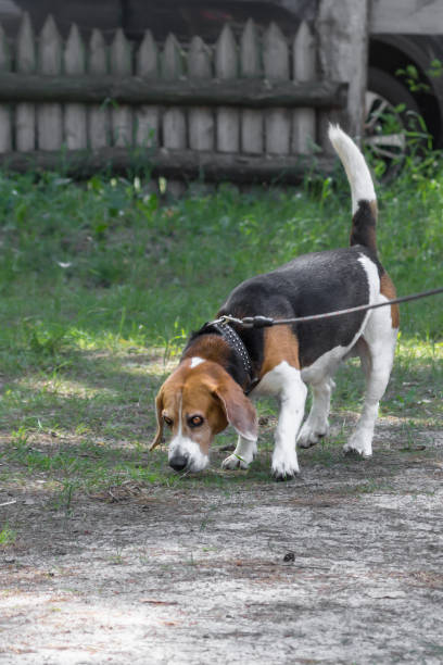 istock Young beagle on a leash in the park 1250518035