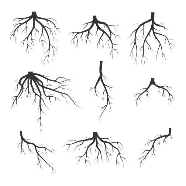 sieć - tree root nature environment stock illustrations