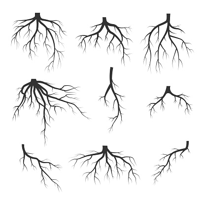 Set of black tree roots isolated on white background