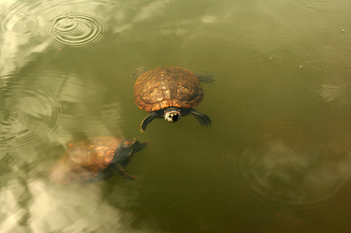 Two turtles swimming in the lake.