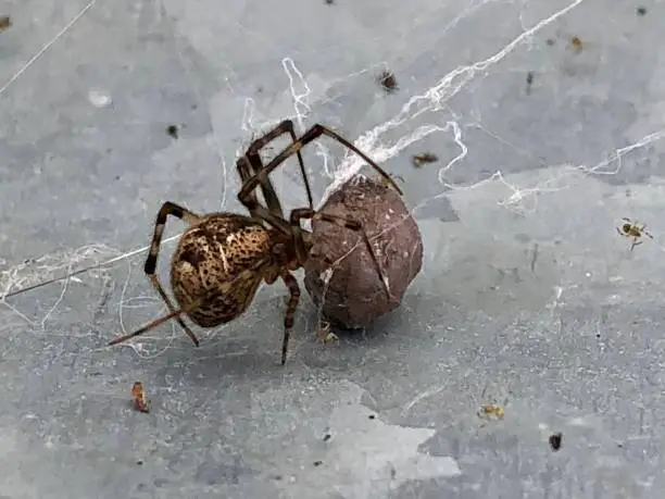 A Spider wich is protecting a cockoon with her breed.