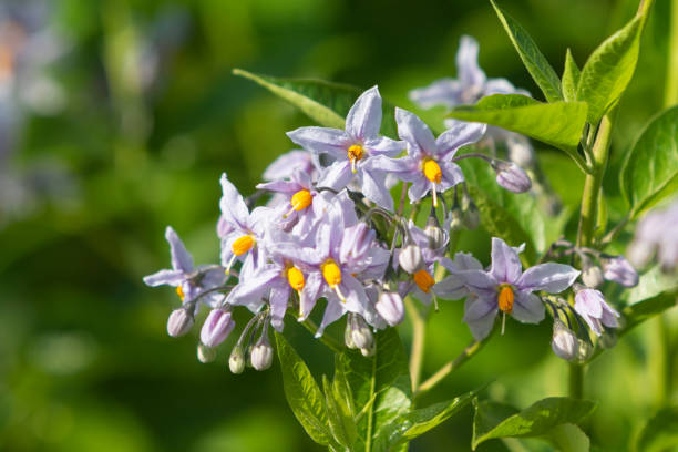 Solanum crispum comes originally from Chile and Peru and is known as Chilean potato vine, Chilean nightshade or potato tree. It is a climbing plant.