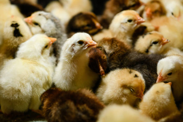 small cute little chickens at rural farm - chicken hatchery imagens e fotografias de stock