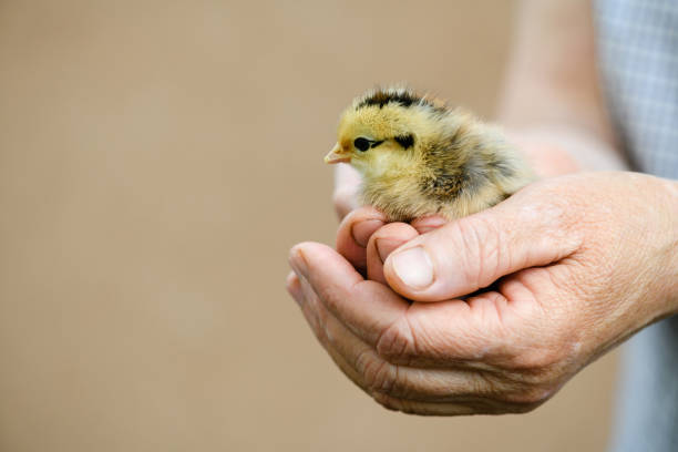 Little cute yellow and black newborn baby chicken sit at senior adult hands close up in beige isolated background