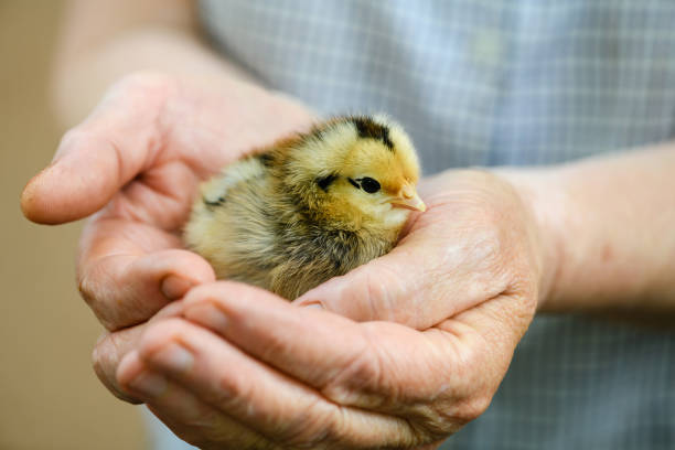 istock Beautiful small chicken in adult human hands 1250524308