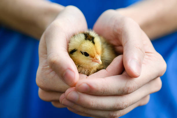 ein kleiner gelber chichen in weiblicher hand - baby chicken human hand young bird bird stock-fotos und bilder