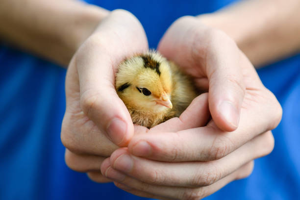 un piccolo ceceno giallo in mano femminile - baby chicken human hand young bird bird foto e immagini stock