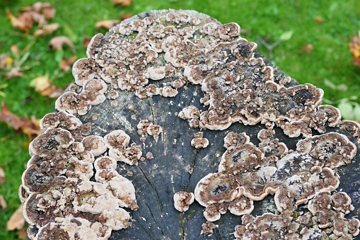 Antrodia Serialis, polypore  fungus