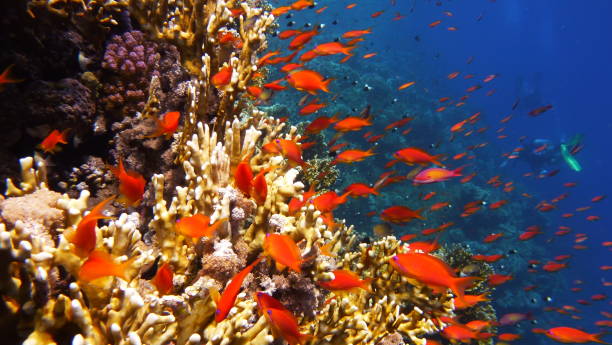 istock Beautiful tropical coral reef with shoal or coral fish 1250524436