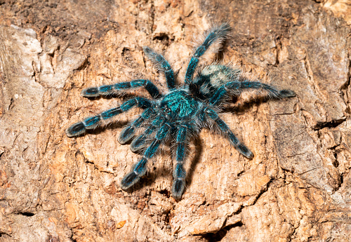 Closeup of the male of Spider Tarantula  Psalmopoeus cambridgei, also known as trinidad chevron, in threatening position on green background. Back view.