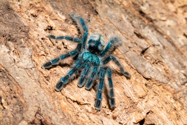 istock Antilles Pinktoe Tarantula 1250524462