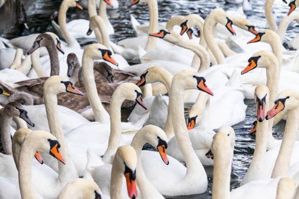 istock Many swans in lake 1250524961