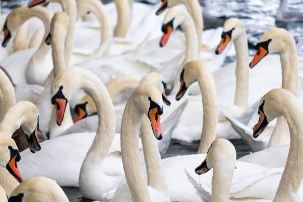 istock Many swans in lake 1250524962