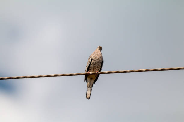 istock Scaled Dove in The Pantanal, Brazil 1250525765