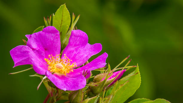 istock wild flowers in the woods 1250527475