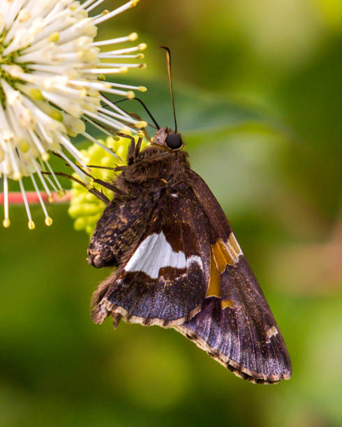 istock Various butterfly on plants and flowers 1250527495