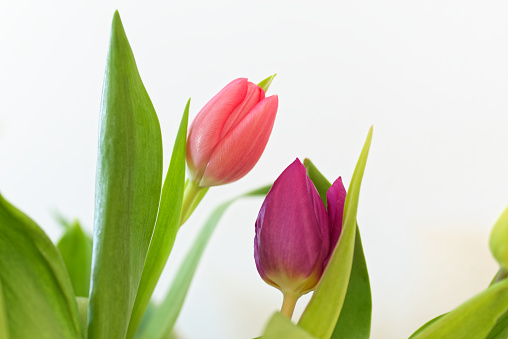 Two tulips against white background