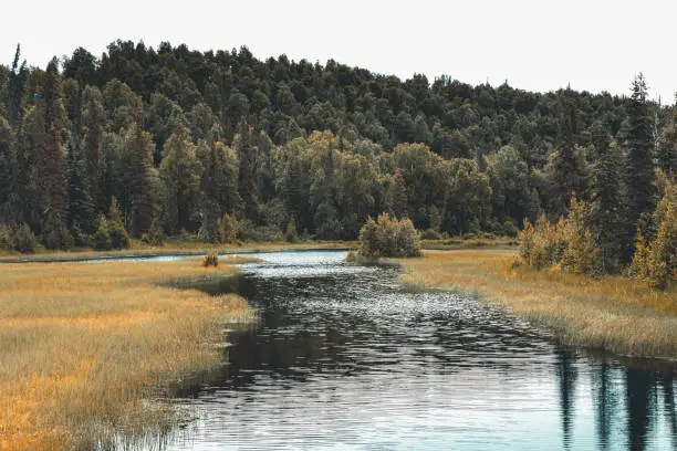 River winding thorugh a meadow to a woodland in Alaska in early fall
