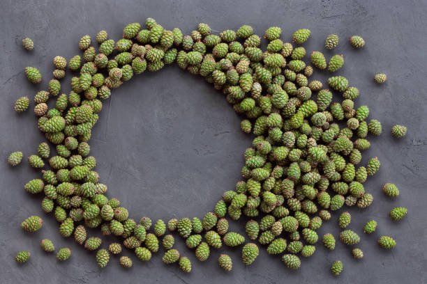 Creative layout made of small green pine cones with copy space for text