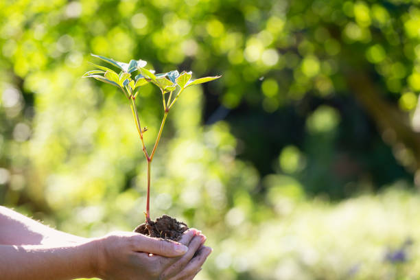 Hands of a young woman are holding a plant, backlit by the sun
