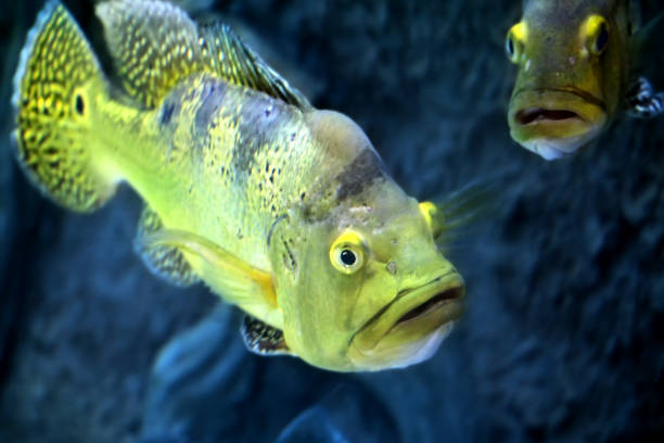 istock Freshwater Fish Peacock Bass (Cichla kelberi) in aquarium 1250530150
