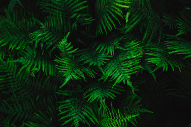 istock green fern leaves 1250530862