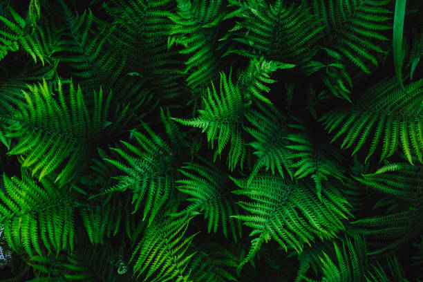 istock green fern leaves 1250530883