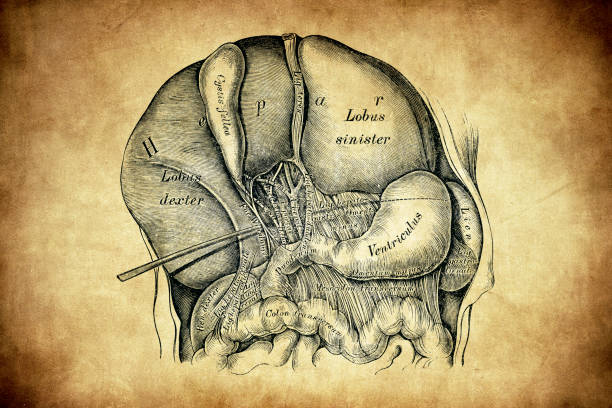 新生児の肝臓 - engraved image engraving liver drawing点のイラスト素材／クリップアート素材／マンガ素材／アイコン素材