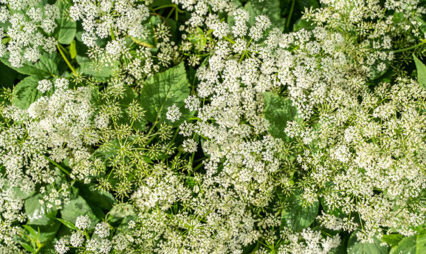 Queen Anne in Wildflower Garden