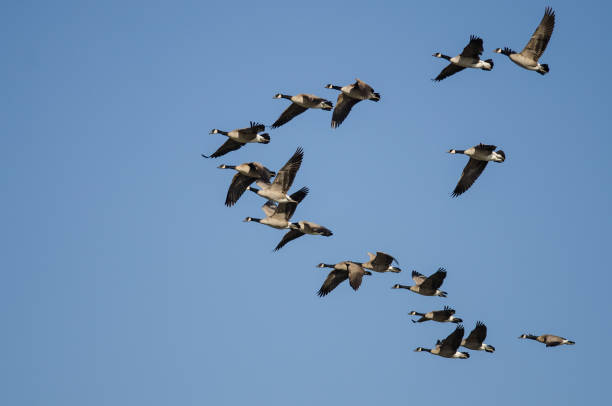 istock Flock of Canada Geese Flying in a Blue Sky 1250534368