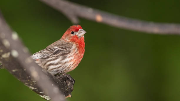 istock Curious House Finch Perched in a Tree 1250534422