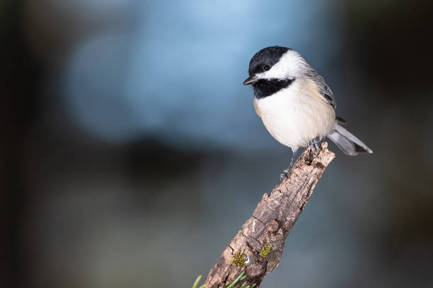 istock Carolina Chickadee Perched Delicately on a Slender Branch 1250534434
