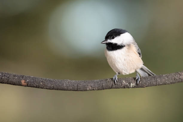 istock Carolina Chickadee Perched Delicately on a Slender Branch 1250534448