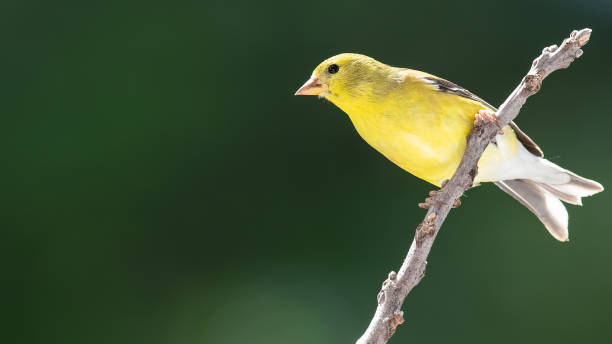 american goldfinch resting on a tree branch - american goldfinch branch perching finch imagens e fotografias de stock