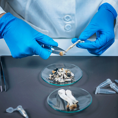Laboratory Experiment, Preparing Micro Doses Psilocybin, a Derivative from of Magic Mushrooms