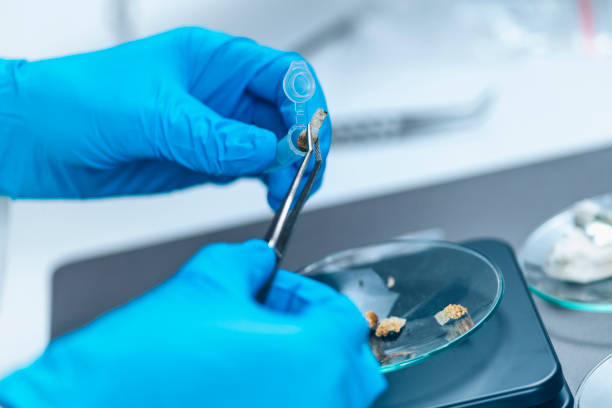 istock Preparing Micro Doses of Psilocybin Mushrooms in Science Laboratory for Experiment 1250534864