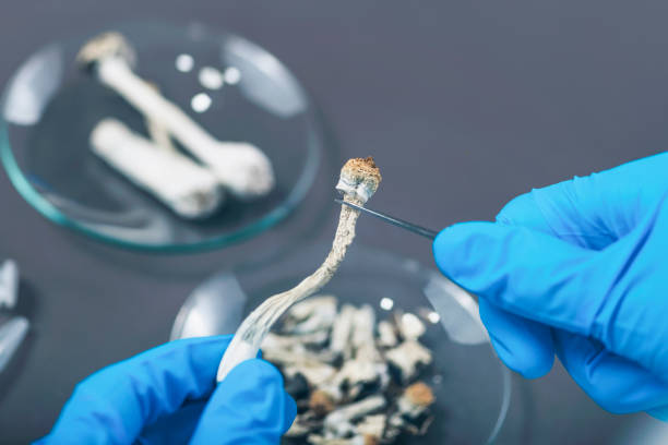 istock Laboratory Experiment, Preparing Micro Doses Psilocybin, a Derivative from of Magic Mushrooms 1250534890