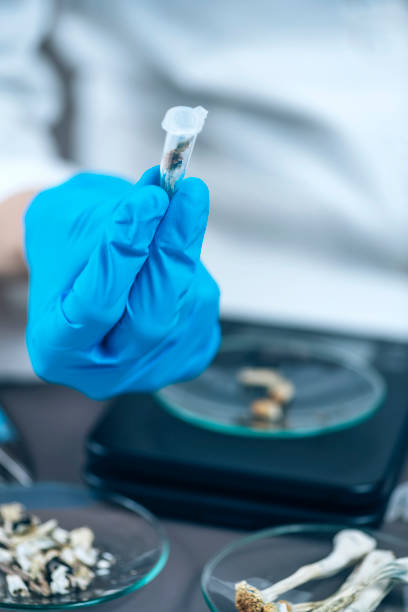 istock Micro Dose of Psilocybin, Hallucinatory Derivative from Magic Mushrooms. Laboratory Technician Holding Daily Dose in a Micro Tube 1250535939