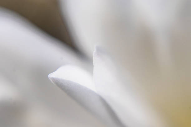 Lily Petal Close Up