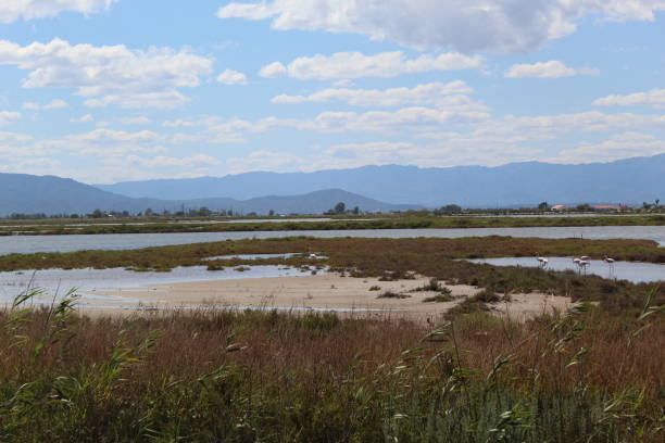 istock Natural lagoon in the south side of Ebro Delta 1250536633