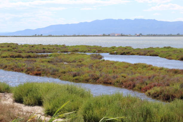 istock Natural lagoon in the south side of Ebro Delta 1250536634